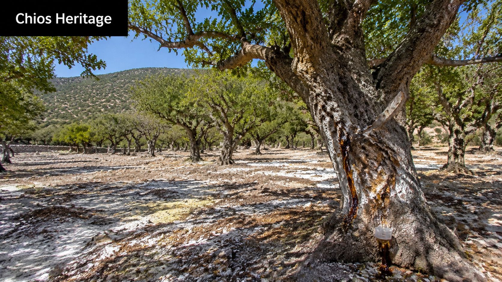 A scenic orchard featuring mastic trees on the island of Chios with sticky resin dripping from trunks.