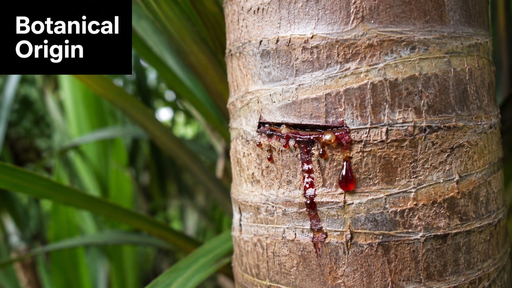 A close-up of a tree trunk with a fresh incision, leaking thick red dragon blood resin.