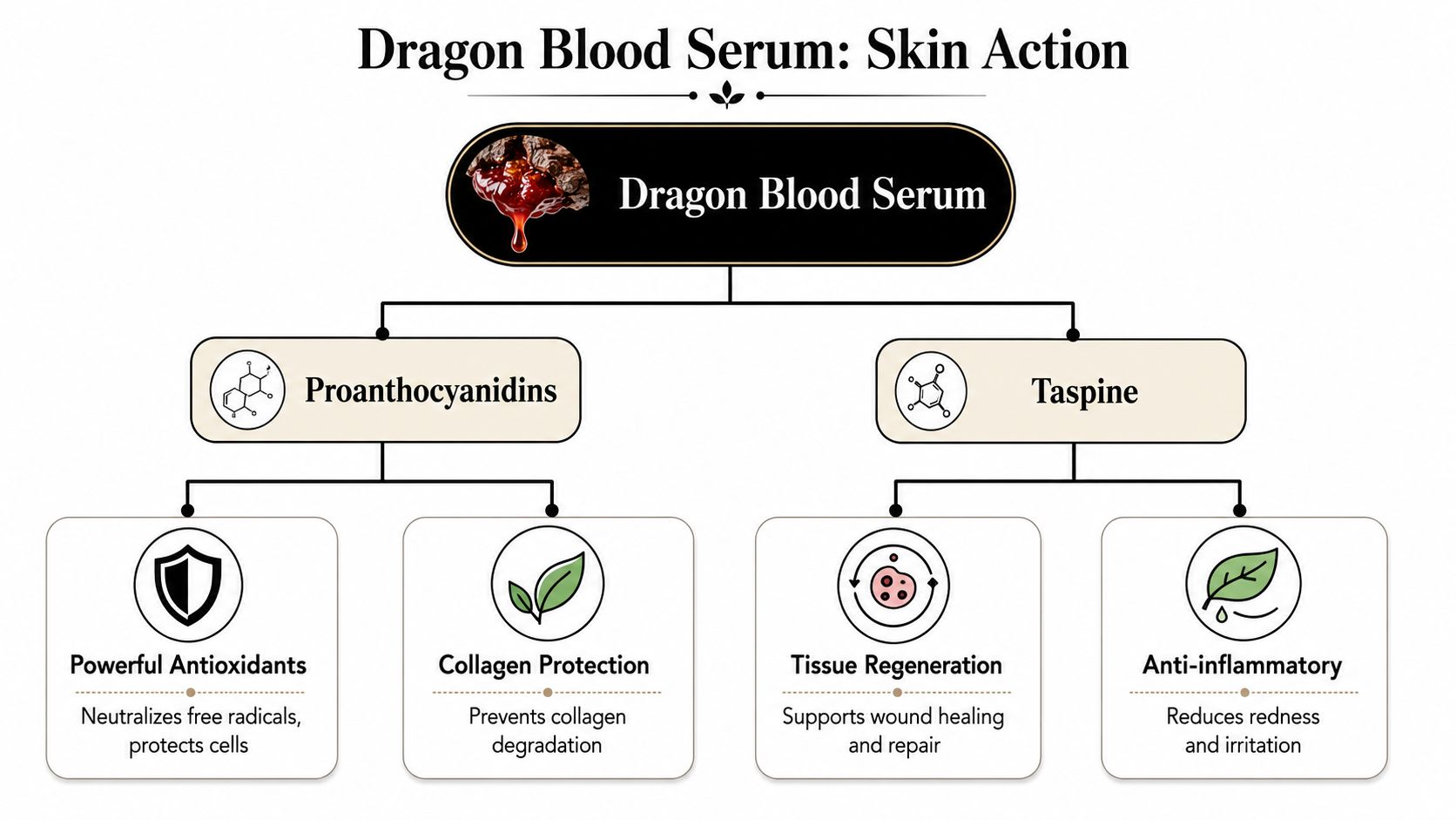 A diagram illustrating the skin benefits and active compounds found in dragon blood serum skincare products.