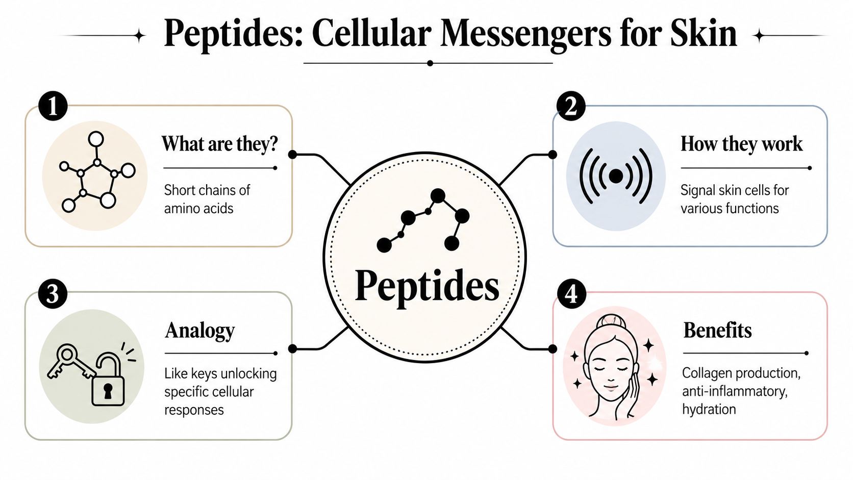 An infographic titled Peptides: Cellular Messengers for Skin illustrating what peptides are, how they function, and their skin benefits.