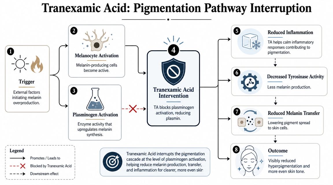 A diagram illustrating how tranexamic acid intervenes in the skin pigmentation pathway to reduce hyperpigmentation.