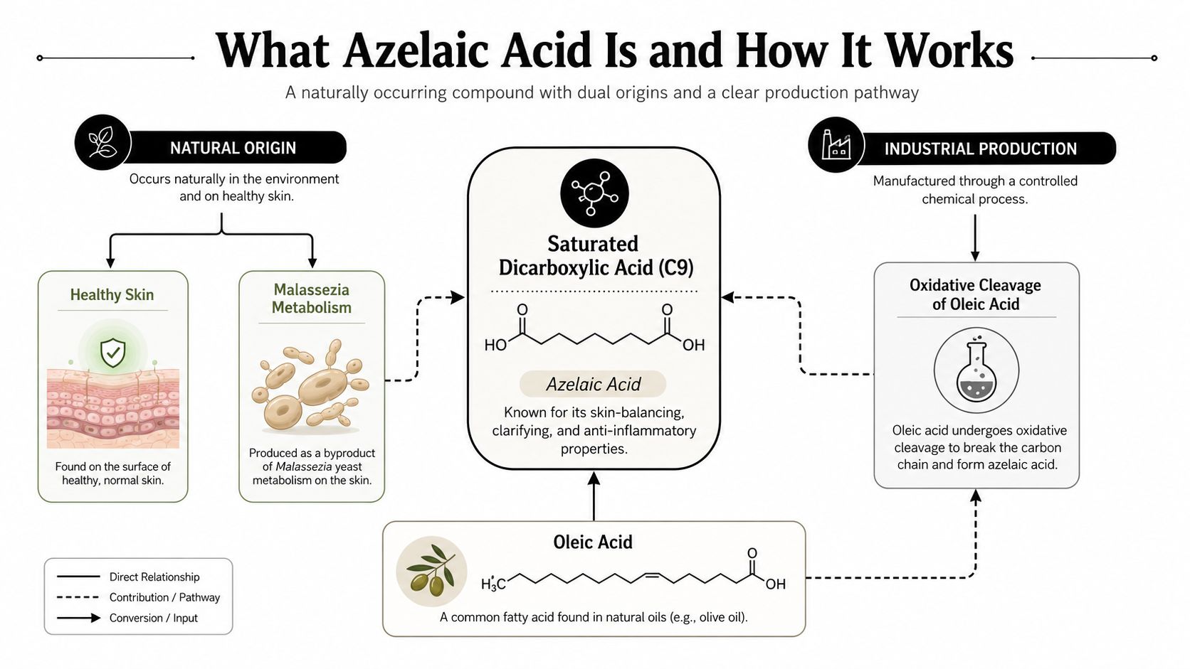 A detailed infographic explaining the natural and industrial production pathways of azelaic acid for skincare benefits.